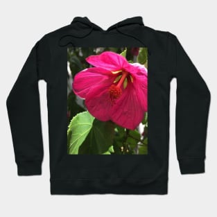 The Shy and Tender Pink Flowering Maple Hoodie